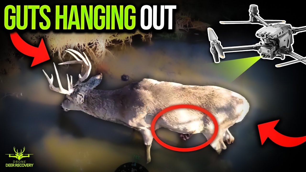 Buck has Guts Hanging Out, Drone Deer Recovery